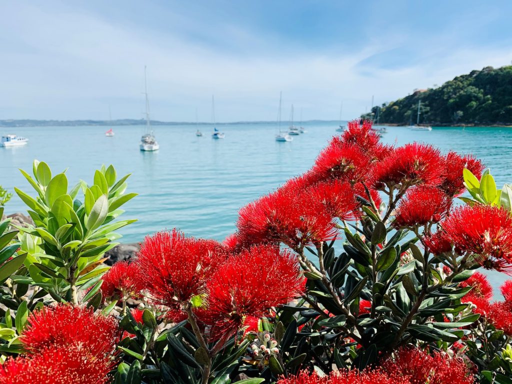 red flowers near body of water during daytime